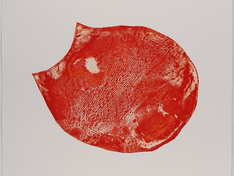 Mollusc Series
